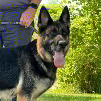 ORNA, chienne à adopter