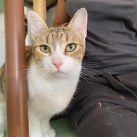 PRUNELLE, chatte à adopter