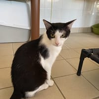 BOONE, chat à adopter