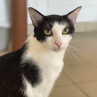 BOONE, chat à adopter