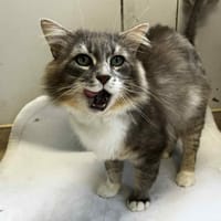 ALBERT, chat à adopter