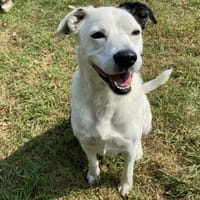 Choubaka, chien à adopter