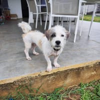 AEL, croisé griffon de Gwada, chien à adopter