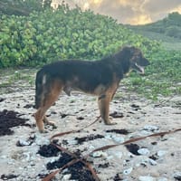 Bobby, la joie et la délicatesse, chien à adopter
