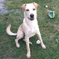 BUDY, le magnifique !, chien à adopter