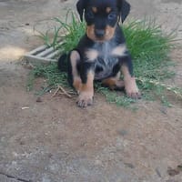 AUREA, baby girl de Gwada, chienne à adopter