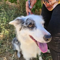 Nica, chienne à adopter