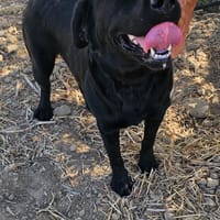 Chloe, chienne à adopter
