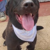 Suchi, chienne à adopter