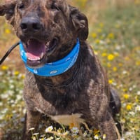 Anubis, chien à adopter
