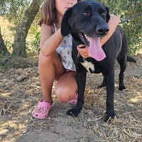 Niña, chienne à adopter