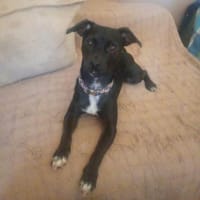 Ringo, chien à adopter