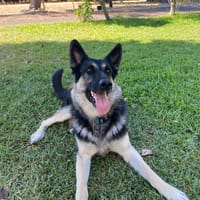 Tango, chien à adopter