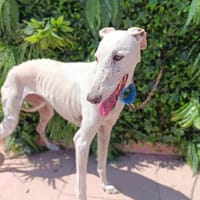 MONIQUE, chienne à adopter