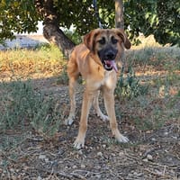 Alfio, chien à adopter