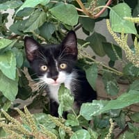 Sacha, chat à adopter