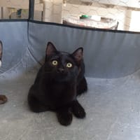 Luna, chatte à adopter