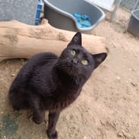 Aramis, chatte à adopter