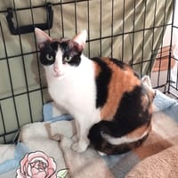 Roma, chatte à adopter