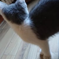 ARAGON, chat à adopter