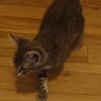 AMADEUS, chat à adopter
