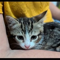 Pénélope, chatte à adopter