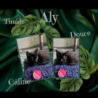 Aly, chatte à adopter