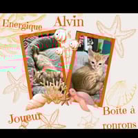 Alvin, chat à adopter