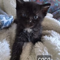 Coco, chatte à adopter