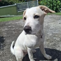 Milio, mâle croisé berger, né le 06/04/2025🐶, chien à adopter