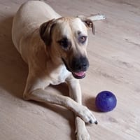 Azzu, femelle croisée Labrador, née le 01/01/2022 🐶, chienne à adopter