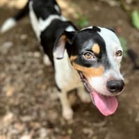 Étoile, femelle, X berger, née le 11/08/2024, chienne à adopter