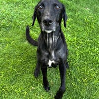 Lyka, femelle, berger, née le 13/01/2024, chienne à adopter
