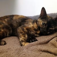 CHAMAILLE, chatte à adopter