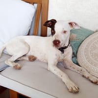 Neo, mâle croisé berger, né le 01/01/2025 🐶, chien à adopter