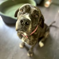 Perle, femelle, chien de cour italien, née le 24/02/2019, chienne à adopter