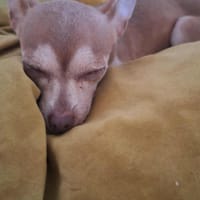 Lassie la petite câline, chienne à adopter