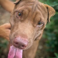 Pollux, mâle croisé shar pei, né le 03/06/2024🐶, chien à adopter