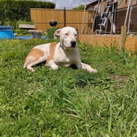 Romy, femelle, X Berger, née le 02/10/2022, chienne à adopter