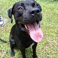 Tito, mâle croisé berger, né le 10/02/2022 🐶, chien à adopter