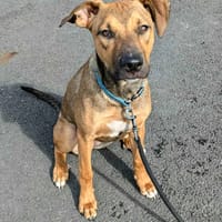 Zia, femelle berger, née le 06/01/2025🐶, chienne à adopter