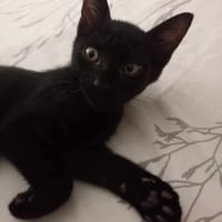 Amour, mâle croisé européen, né le 04/06/2025 🐱, chien à adopter