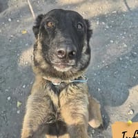 Stere, chienne à adopter