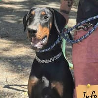 Vox, chien à adopter