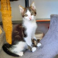 SIRIUS, chat à adopter