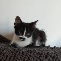 OIRI, chatte à adopter