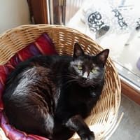 LOLITA, chatte à adopter