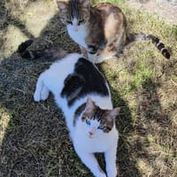 TAOetTANGO, chat à adopter