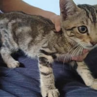 ACTARUS, chat à adopter