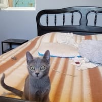 LILI, chatte à adopter